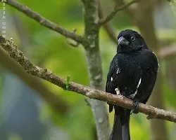 Thick-billed Seed-Finch