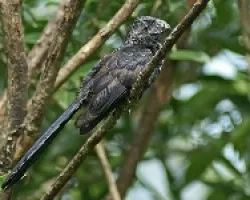 Crotophaga sulcirostris