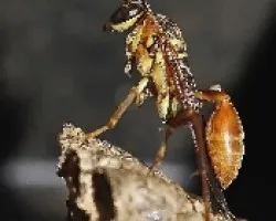 gonzalo