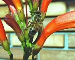 abeja momiji