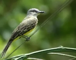 Tyrannus melancholicus.