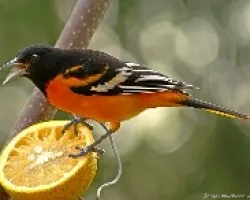 cacique
