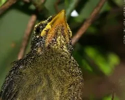 Sinsonte