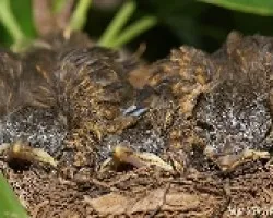 pichoncitos