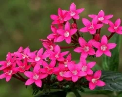 mariposera