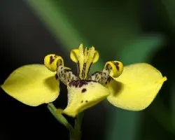 lirio