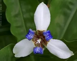 lirio