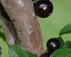 jaboticaba
