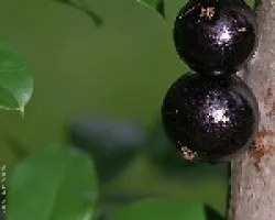 jaboticaba