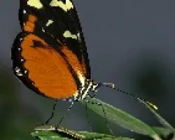 Mariposa