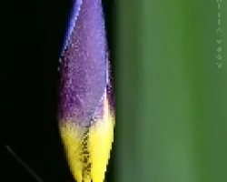 lirio