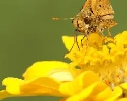 Mariposa