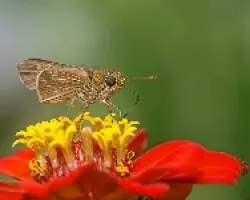 mini mariposita