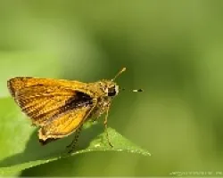 skiper