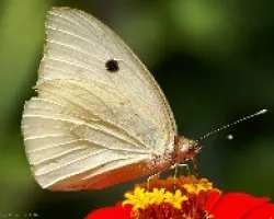 mariposa