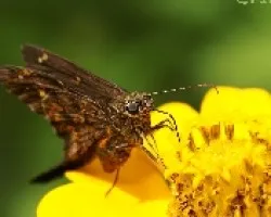 skiper
