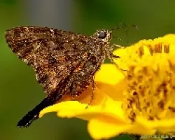 skiper 