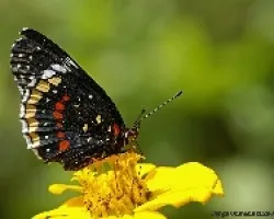 mariposa