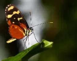 mariposa