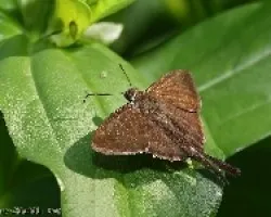 skiper