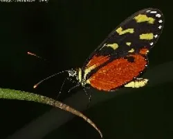mriposa