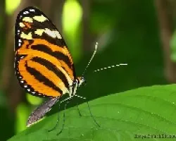 mariposa