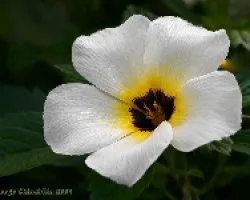 flor
