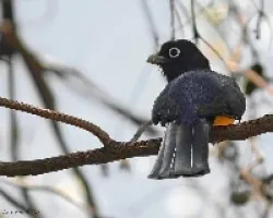 trogon de Andrés