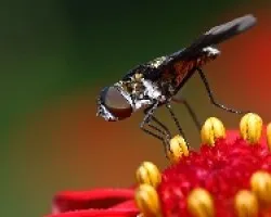 Mosca