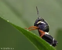 mini saltamontes