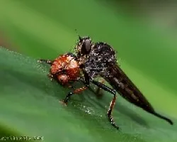 mosca