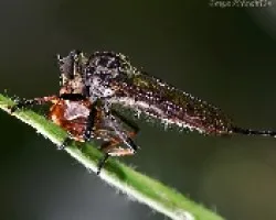 mosca