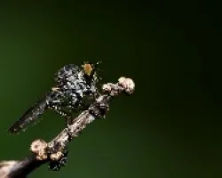 mosca