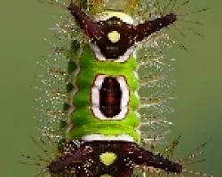 gusanito