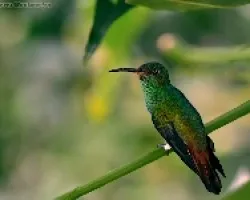 colibri de Marco