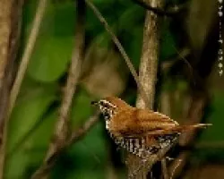 Banded Wren ??