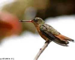 Cinnamon Hummingbird