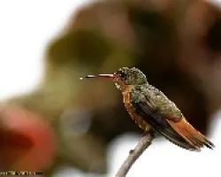 Cinnamon Hummingbird