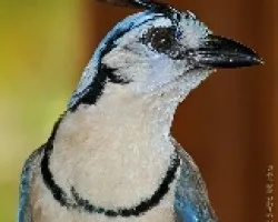 White-throated Magpie-Jay