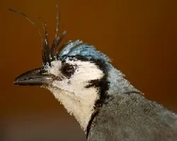 White-throated Magpie-Jay