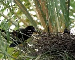 Nido de Groove-billed Ani