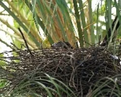 Nido de Groove-billed Ani