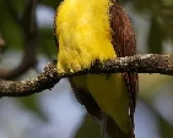 Pitangus sulphuratus