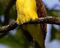 Pitangus sulphuratus