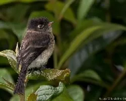 Empidonax atriceps