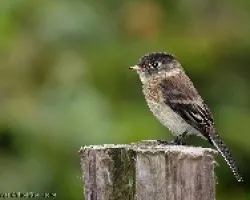 Empidonax atriceps