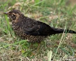 Inmaduro Sooty Robin