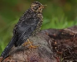 Inmaduro Sooty Robin