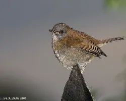 Catharus gracilirostris