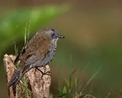Catharus gracilirostris